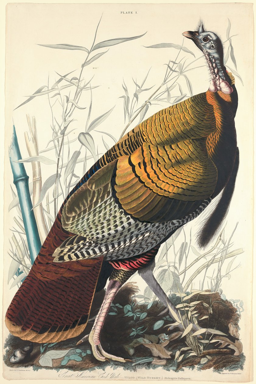 Great American Cock, 1827. av William Home Lizars