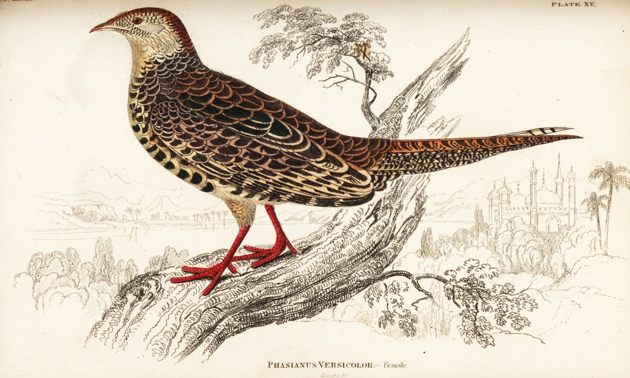 Grønn fasan eller japansk grønn fasan, hunn, Phasianus versicolor av William Home Lizars