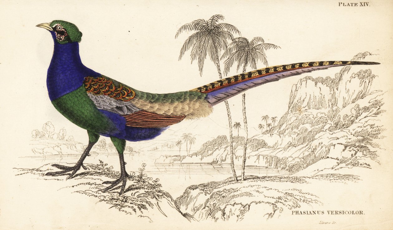 Grønn fasan eller japansk grønn fasan, hann, Phasianus versicolor av William Home Lizars