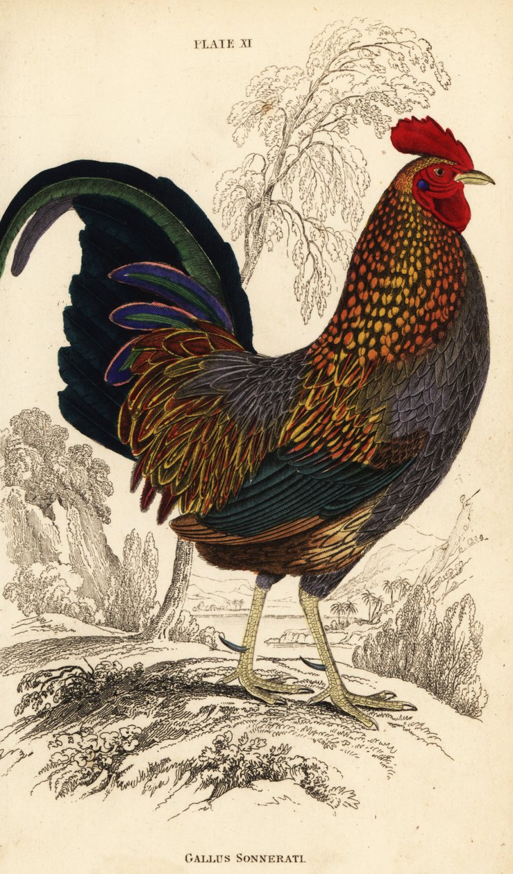 Grå jungelfugl eller Sonnerats jungelfugl, Gallus sonneratii (Gallus sonnerati) av William Home Lizars