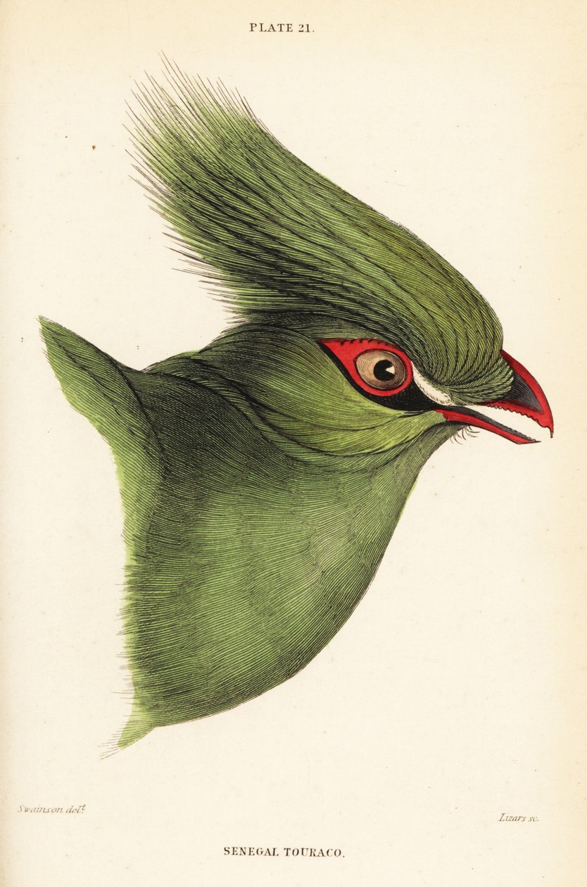 Leder av Guinea turaco, Tauraco persa buffoons av William Home Lizars