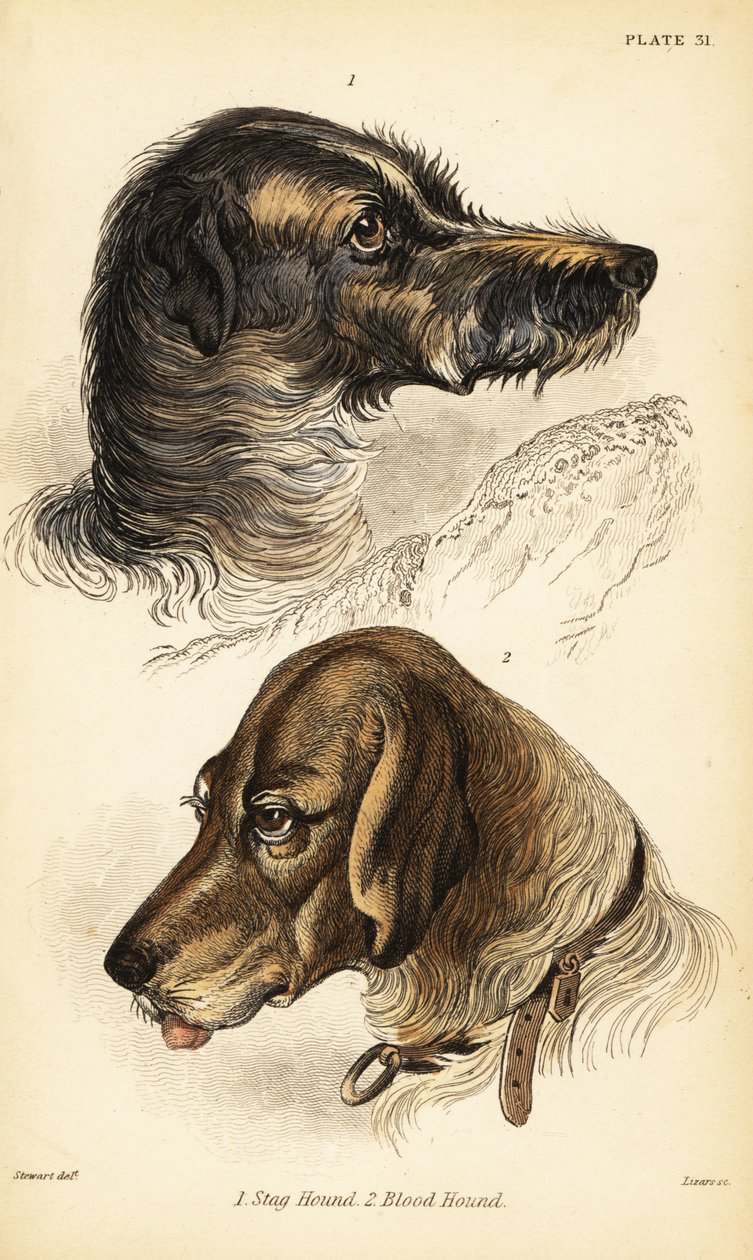 Hoder til en hjorthund 1 og blodhund 2, Canis lupus familiaris (Canis sagaces og Canis sanguinarius) av William Home Lizars