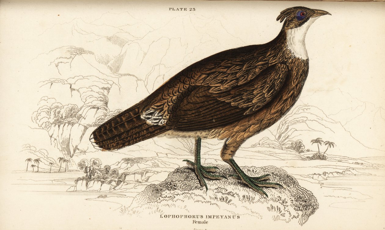 Himalaya monal, hunn, Lophophorus impejanus (Impeyan lophophorus, Lophophorus impeyanus) av William Home Lizars