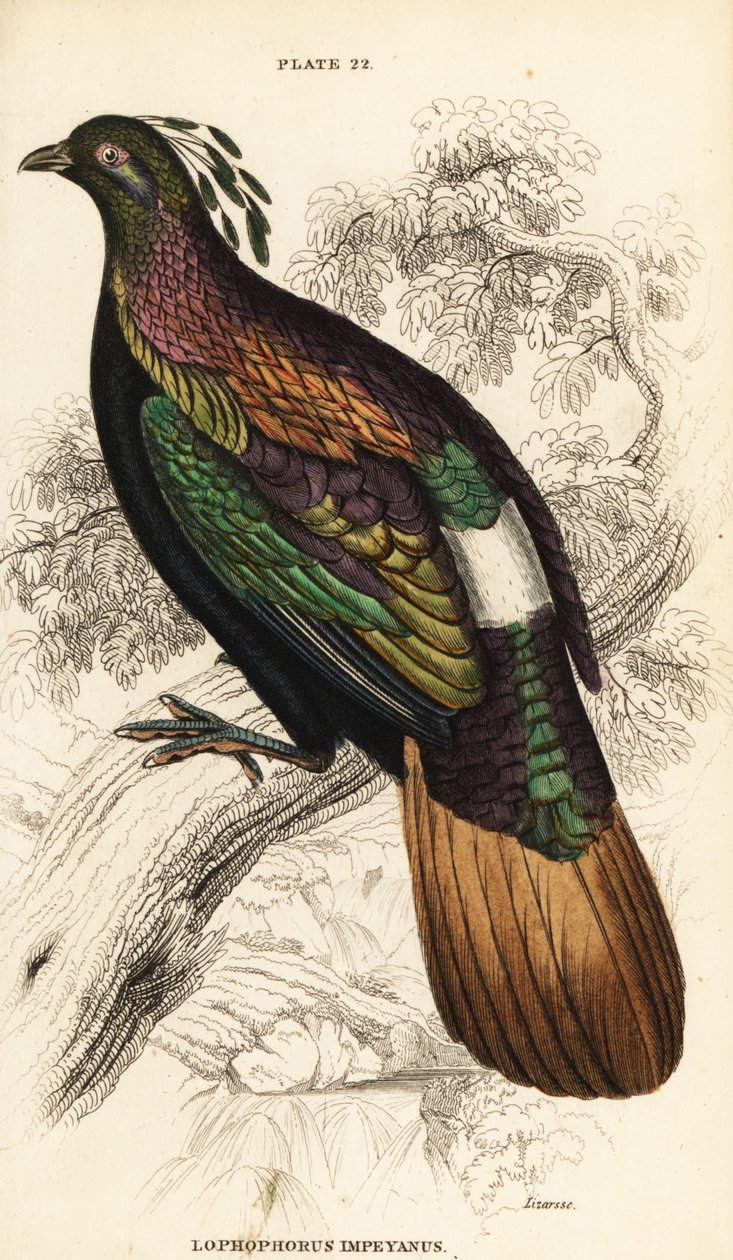 Himalaya monal, hann, Lophophorus impejanus av William Home Lizars