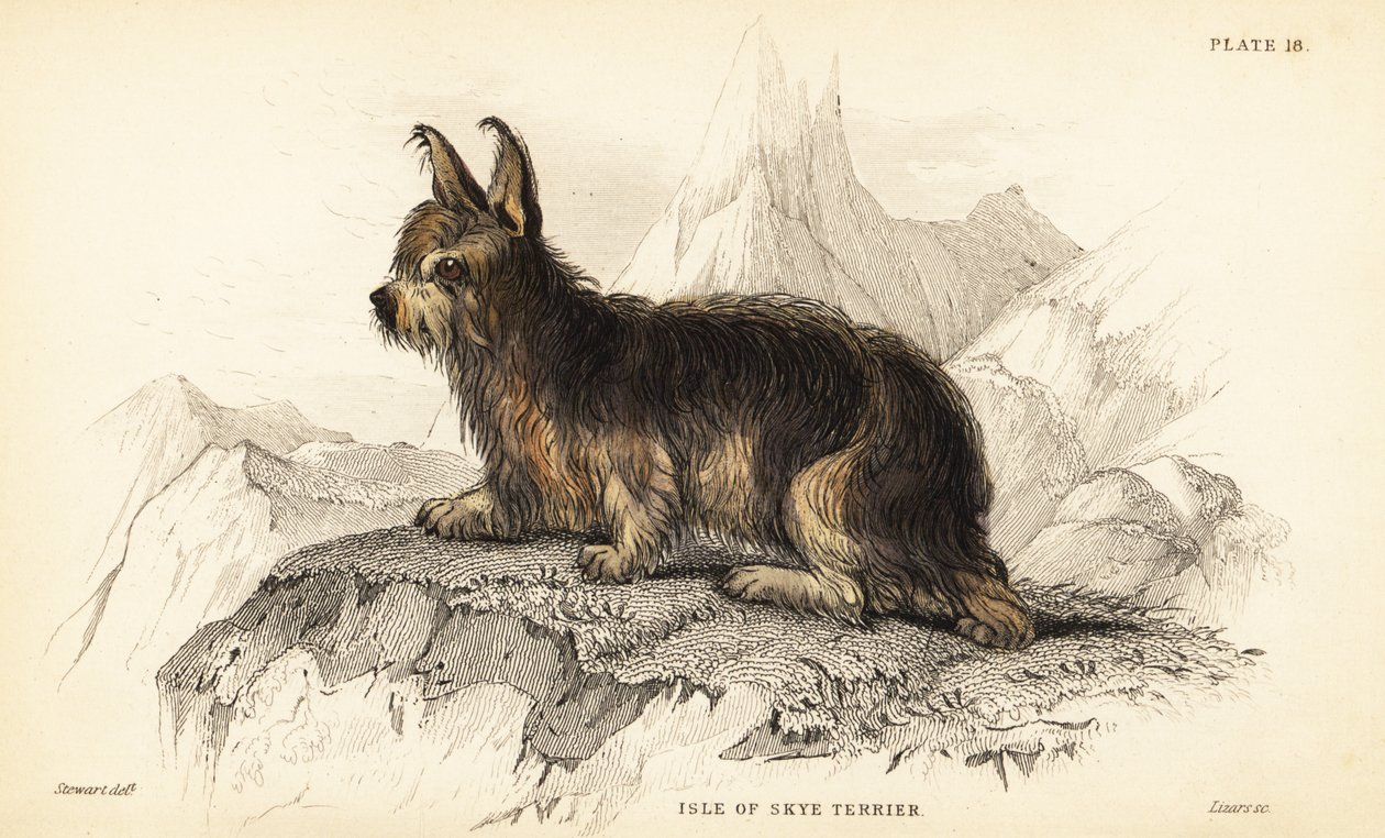Isle of Skye terrier, Canis lupus familiaris (Canis terrarius) av William Home Lizars