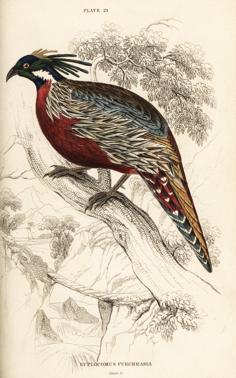 Koklass fasan, Pucrasia macrolopha av William Home Lizars