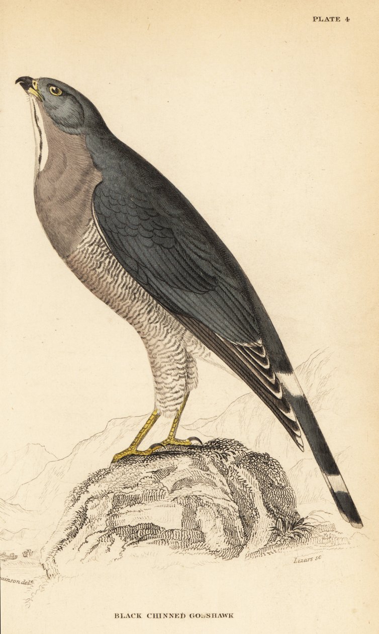 Øglevåge, Kaupifalco monogrammicus av William Home Lizars