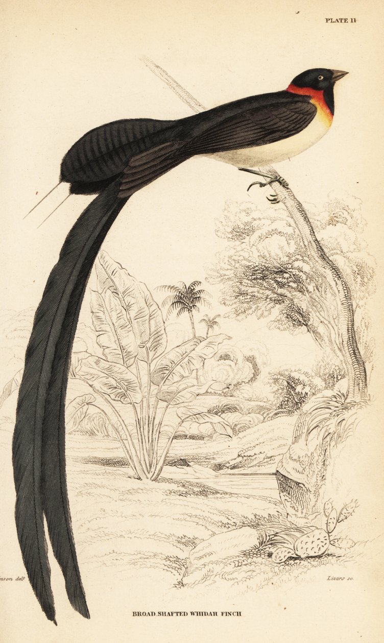 Langhalet paradis-whydah, Vidua paradisaea av William Home Lizars