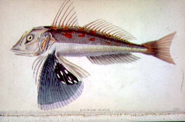 New Zealand Gurnard gravert av kunstneren fra 