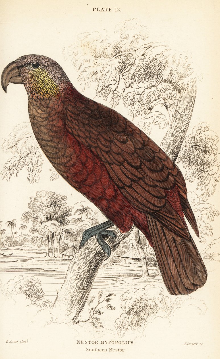 New Zealand kaka, Nestor meridionalis av William Home Lizars
