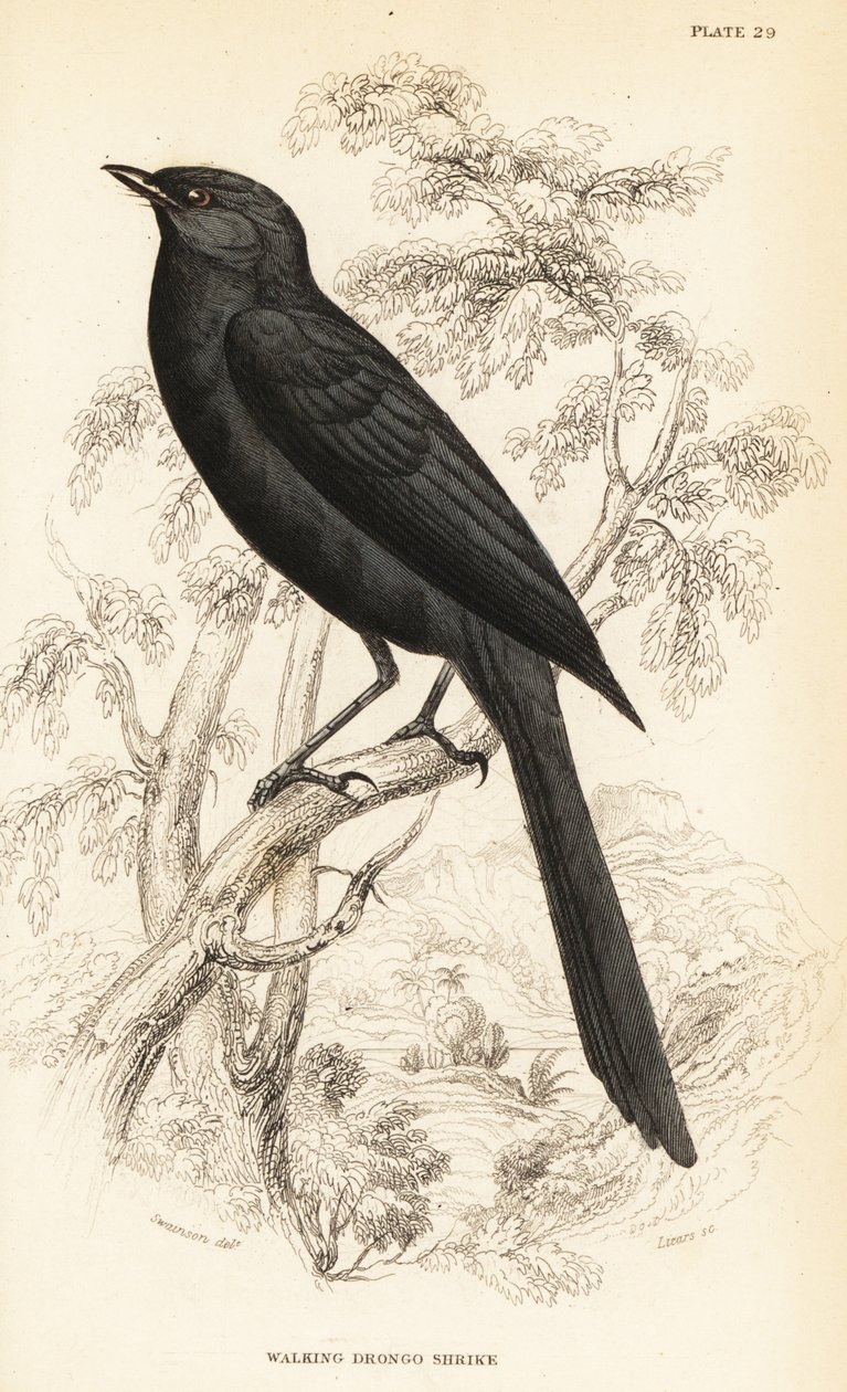 Nordlig svartfluesnapper, Melaenornis edolioides av William Home Lizars