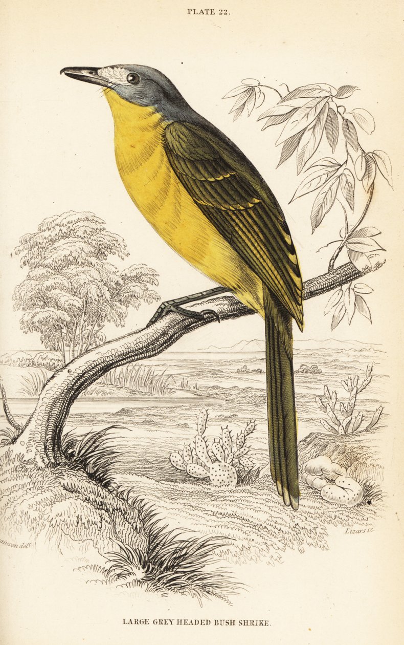 Olivenbusk, Chloroponics olivaceus (Stor gråbuket busk, Malaconuts olivacex) av William Home Lizars