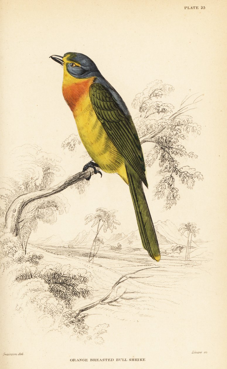 Oransje-brystet busk eller svovelbryst busk, Chlorophoneus sulfureopectus av William Home Lizars