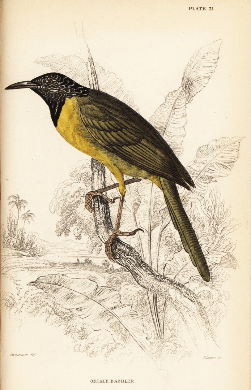 Oriole-sanger, Hypergerus atriceps av William Home Lizars