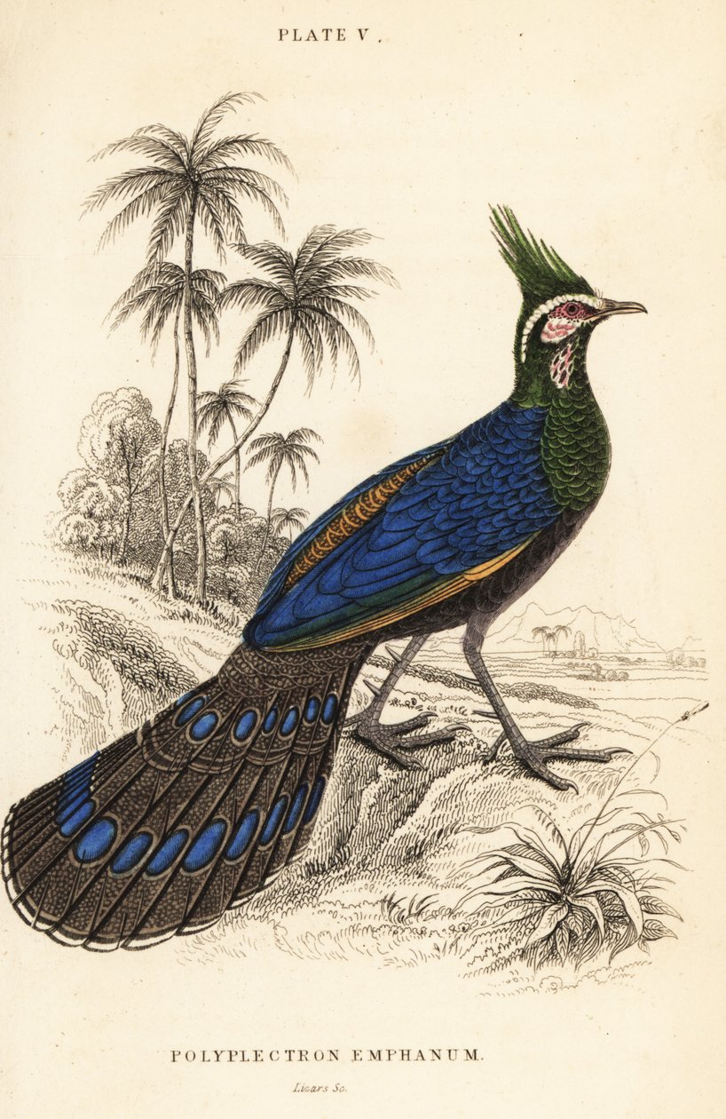 Palawan påfugl-fasan, Polyplectron napoleonis av William Home Lizars