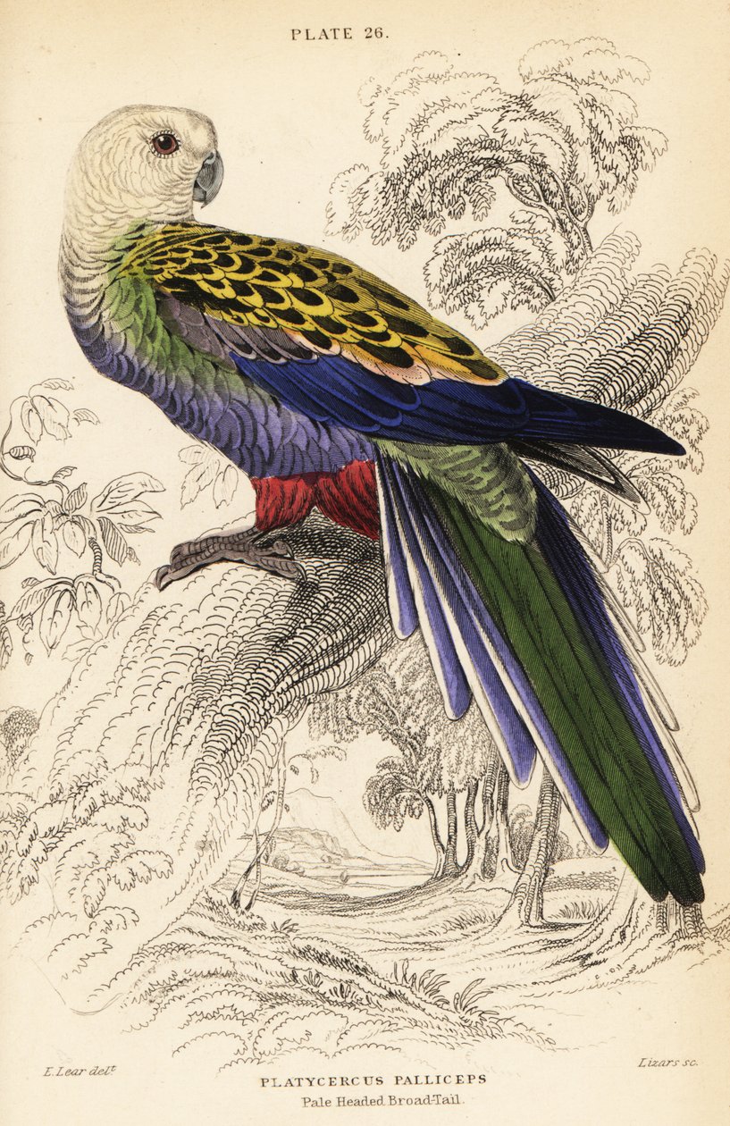 Blekhodet rosella (palliceps) av William Home Lizars