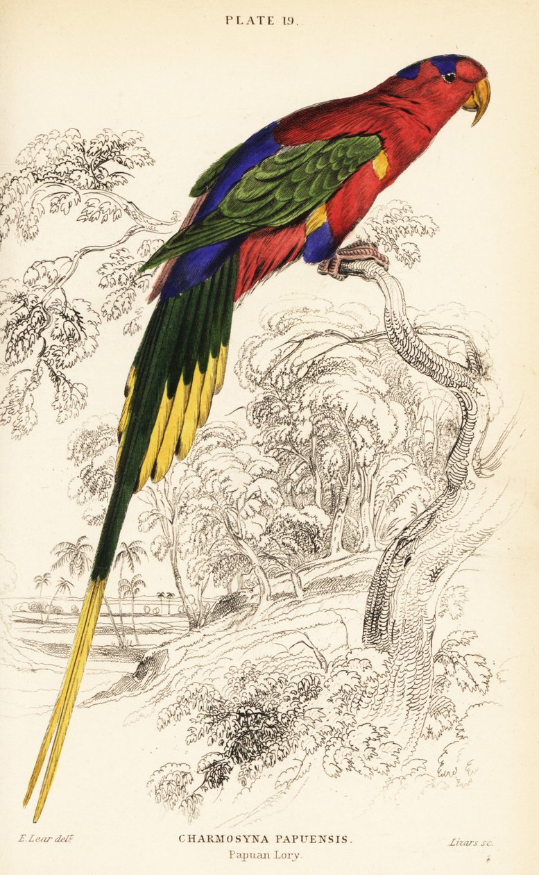 Papuan lorikeet, Stellas lorikeet eller Mount-Goliath lorikeet, Charmosyna papou av William Home Lizars