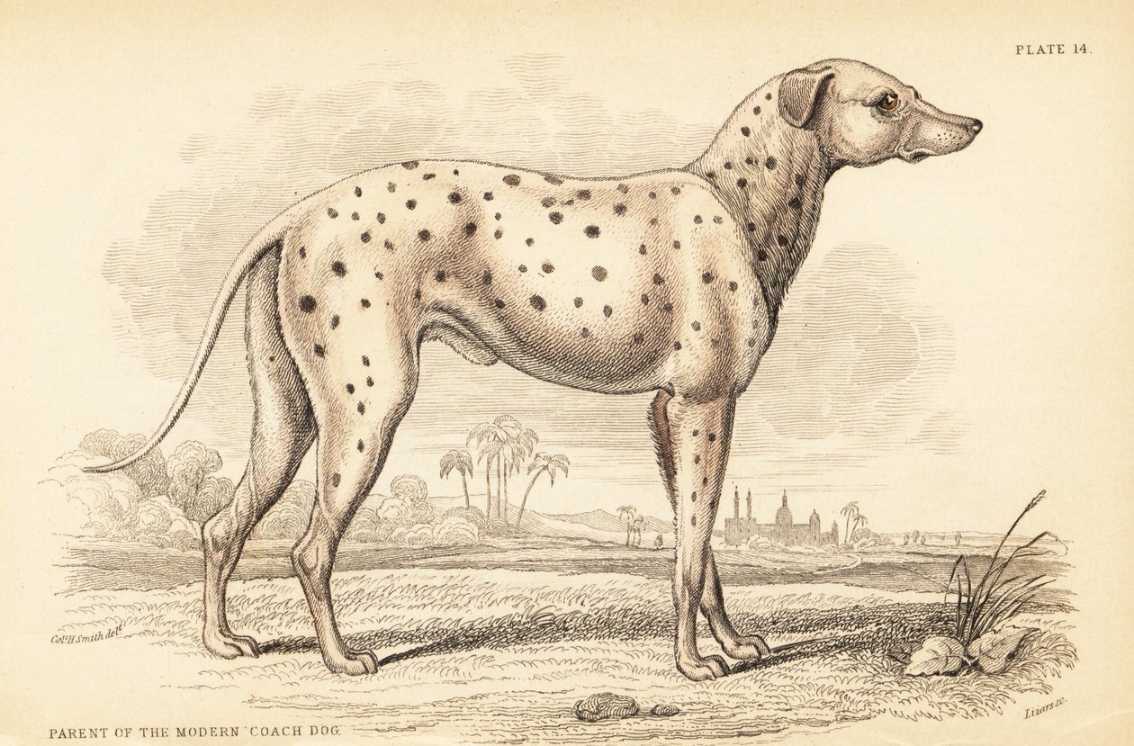 Forelder til den moderne trenerhunden, Canis lupus familiaris av William Home Lizars
