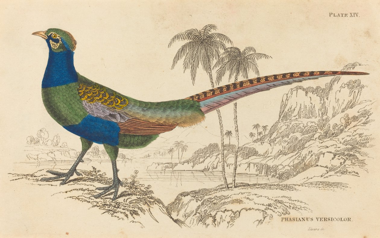 Phasianus Versicolor av William Home Lizars