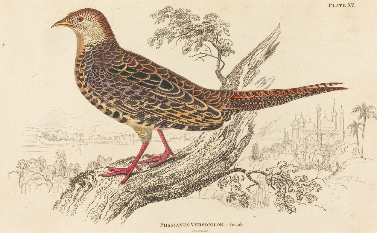 Phasianus Versicolor - Kvinne av William Home Lizars