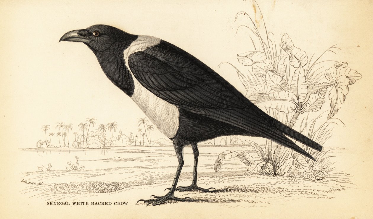 Pied kråke, Corvus albus av William Home Lizars
