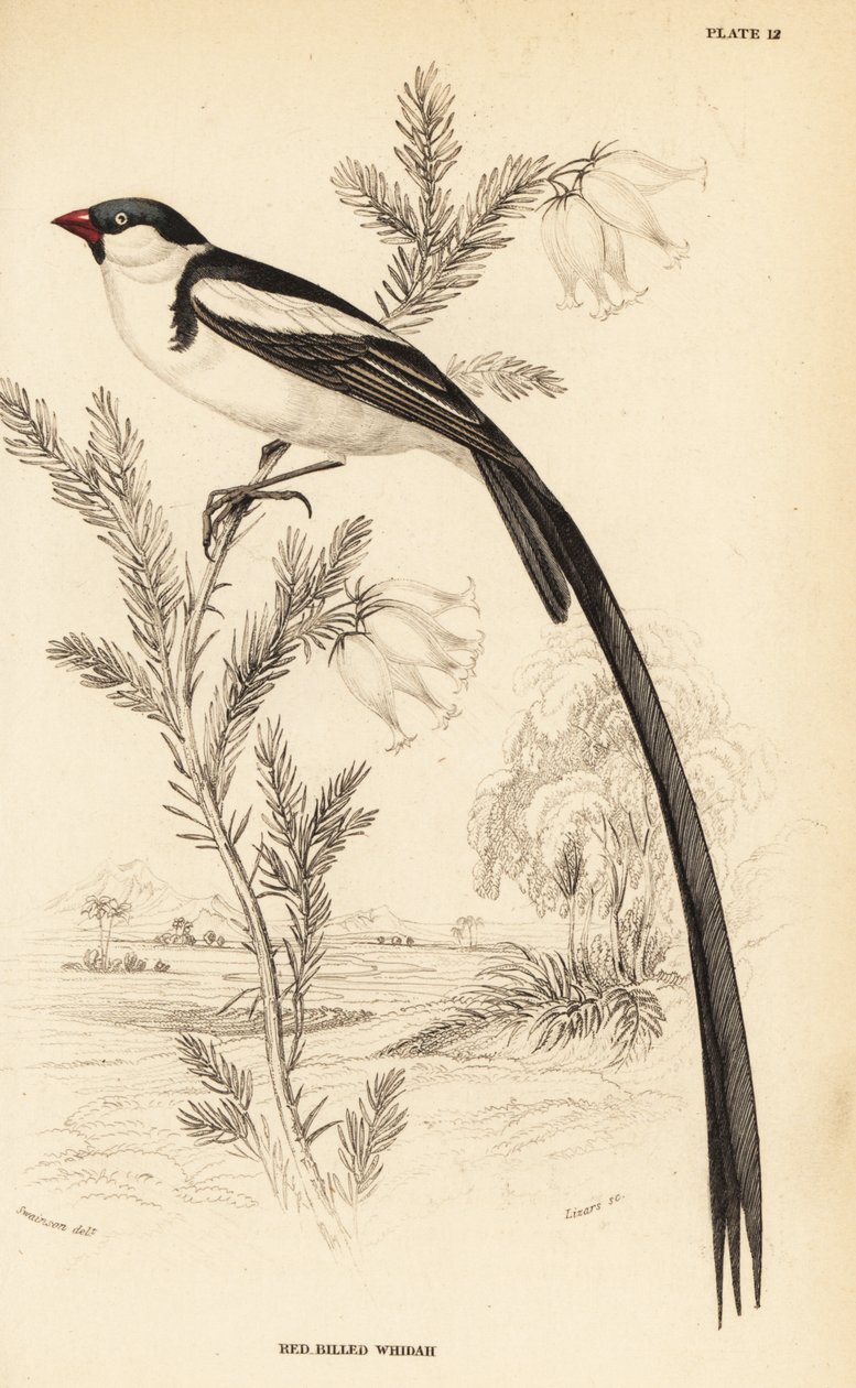 Pin-tailed whydah, Vidua macroura (rødnebbet whidah, Vidua erythrorhynchus) av William Home Lizars