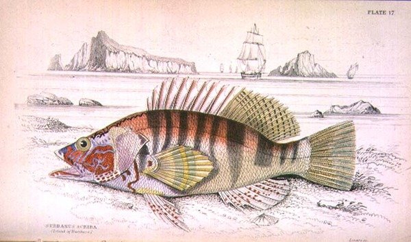Plate 17 Serbanus Scriba (øya Baziluzzo), gravert av kunstneren fra 