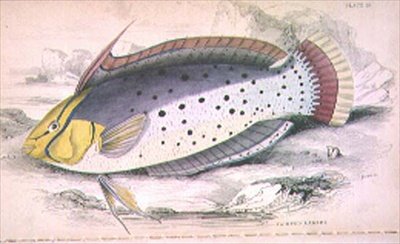 Plate 25 Painted Labrus gravert av kunstneren fra 