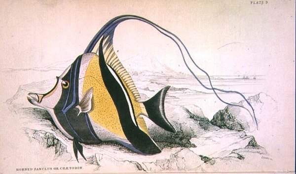 Plate 9 Horned Zanchus eller Chaetodon gravert av kunstneren fra 