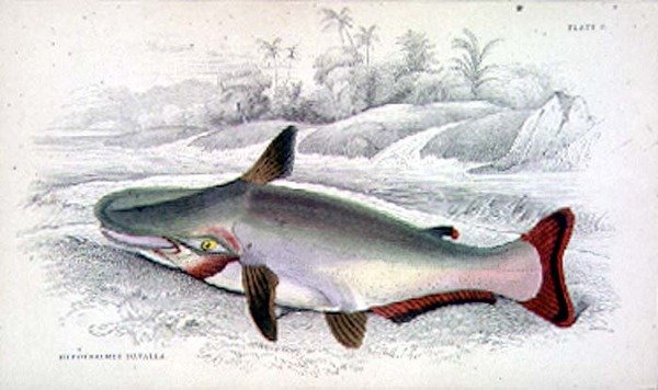 Plate 9 Hypothalmus Davalla gravert av kunstneren fra 