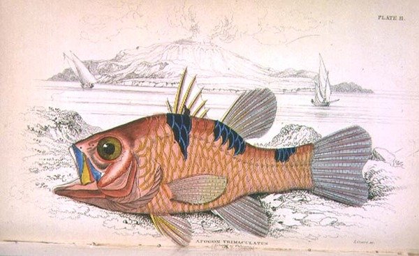 Plate elleve; Apongon Trimaculatus (Island of Volcano) gravert av kunstneren fra 