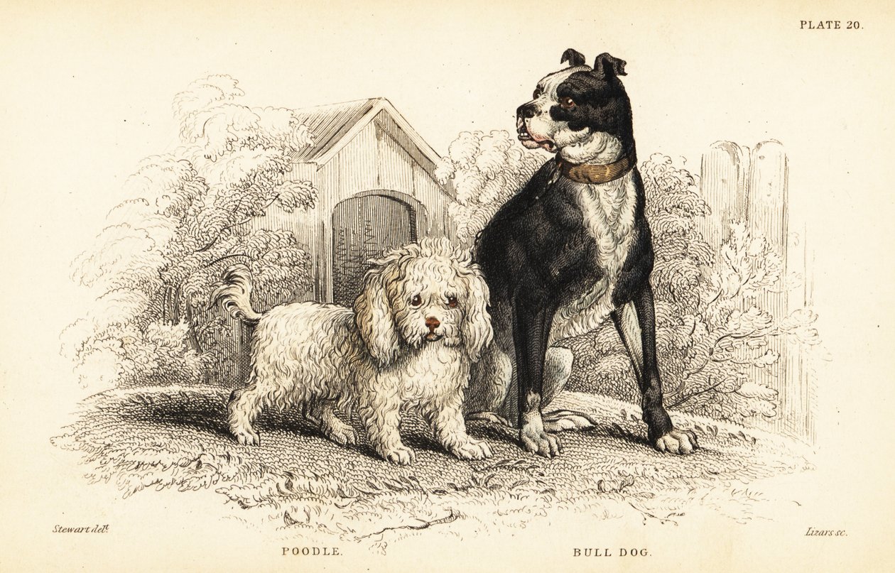 Puddel, vannhunden, og bulldog, den engelske hunden av William Home Lizars