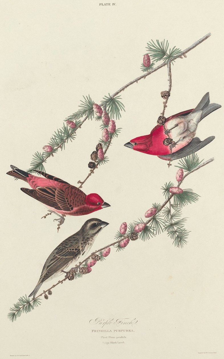Lilla fink, 1827. av William Home Lizars