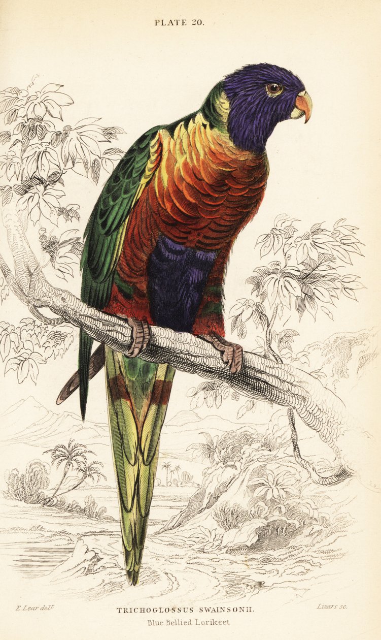 Regnbue lorikeet, Trichoglossus moluccanus av William Home Lizars
