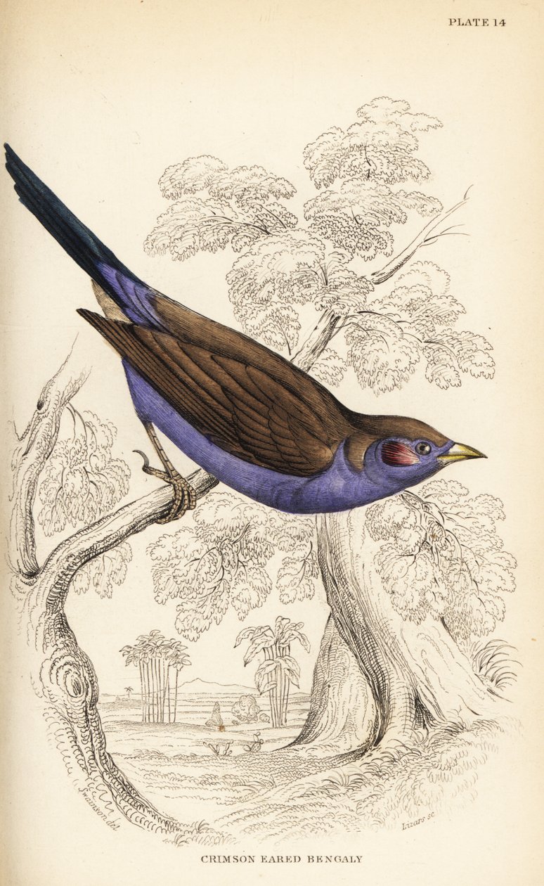 Rødkinn cordon-bleu, Uraeginthus bengalus av William Home Lizars
