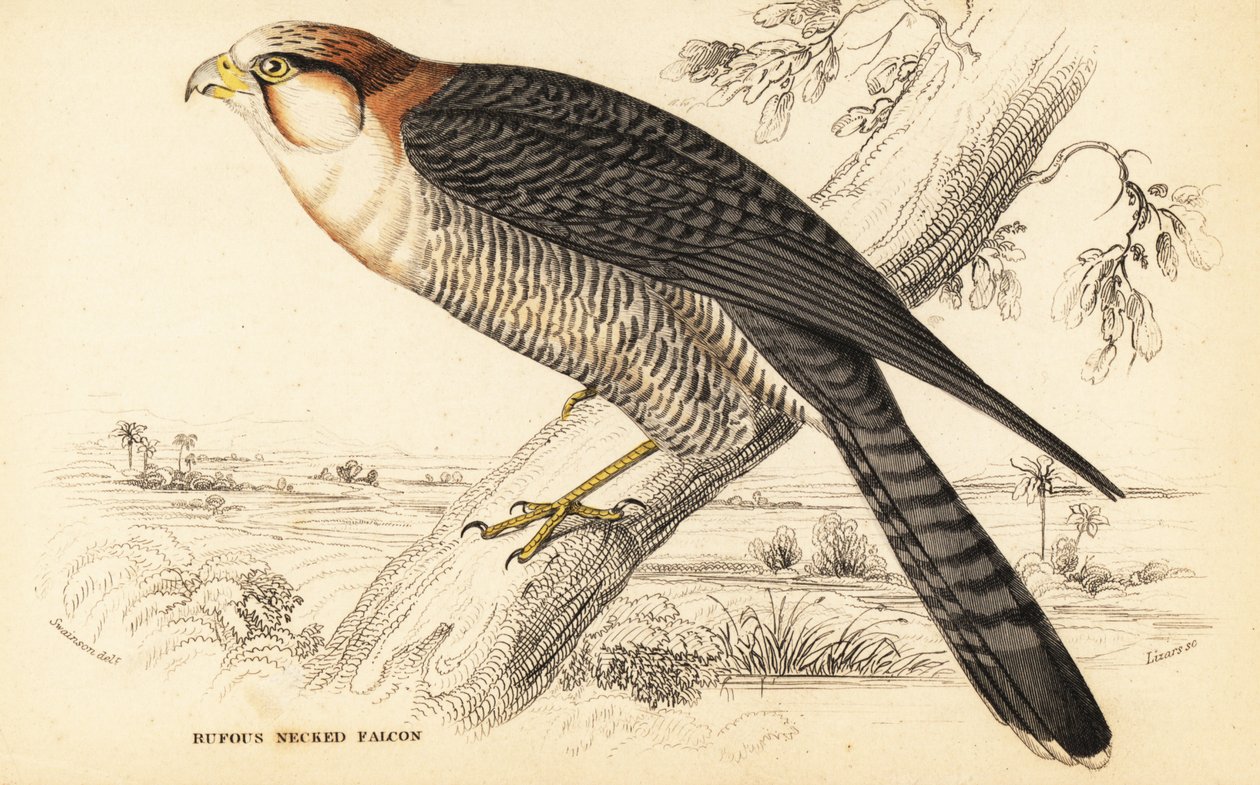 Rødhalsfalk, Falco chicquera ruficollis av William Home Lizars
