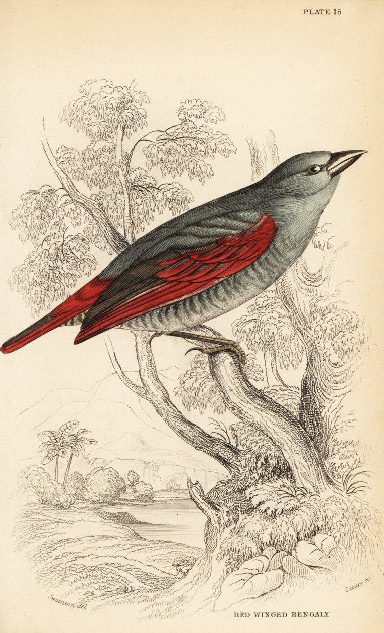 Rødvinget pytilia, Pytilia phoenicoptera (Rødvinget bengaly, Pytilia phaenicoptera) av William Home Lizars