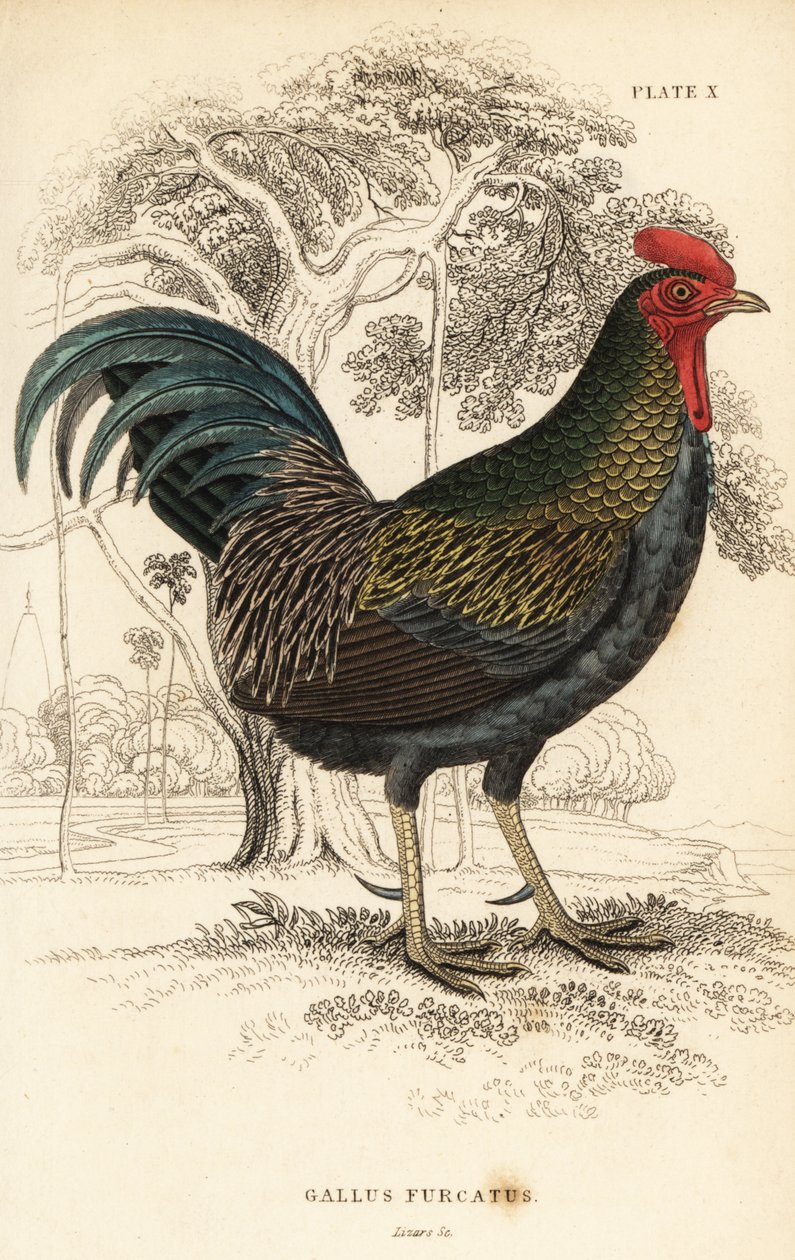 Rød jungelfugl, Gallus gallus javanicus av William Home Lizars
