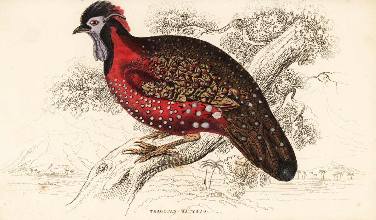 Satyr tragopan eller crimson horned fasan, tragopan satire (Nepaul tragopan, tragopan satyr) av William Home Lizars