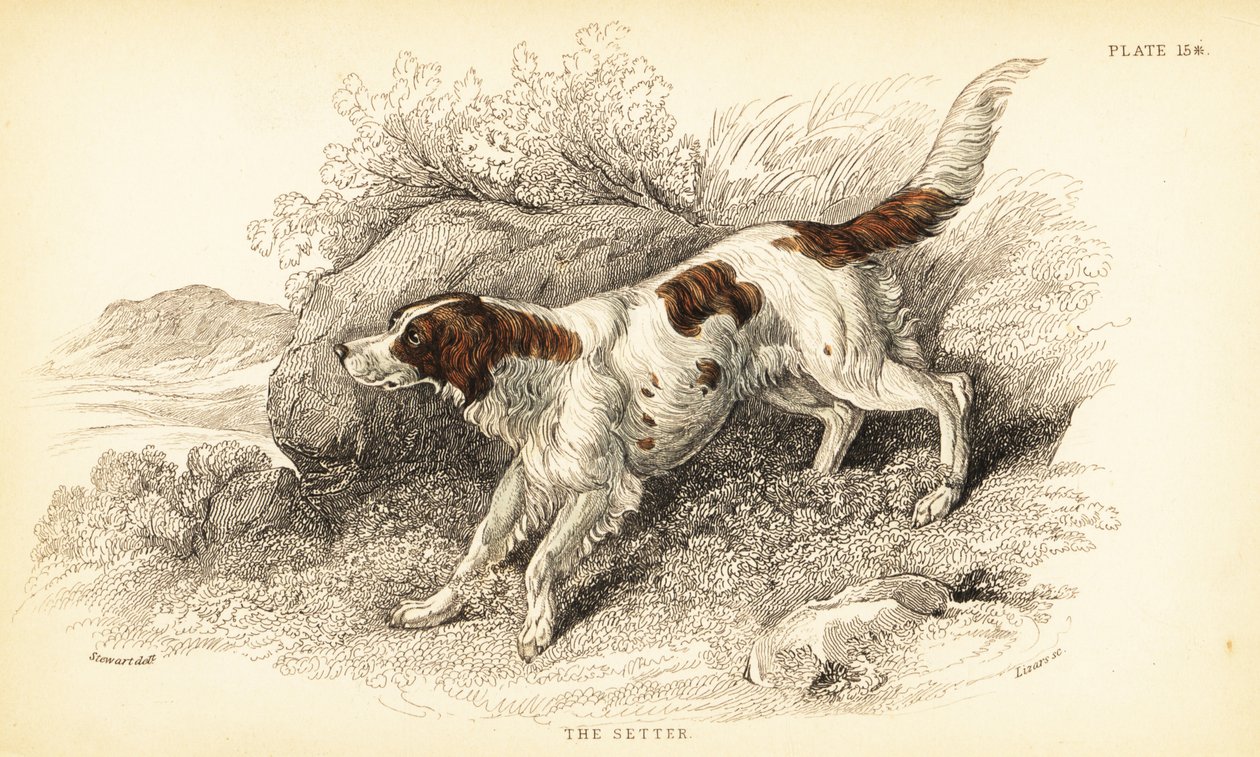Setter, Canis lupus familiaris (Canis-indeks) av William Home Lizars