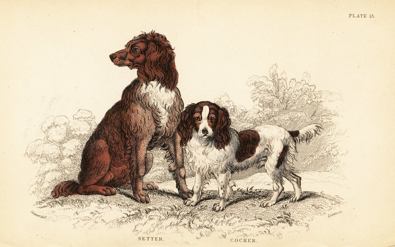Setter og cocker spaniel, Canis lupus familiaris av William Home Lizars