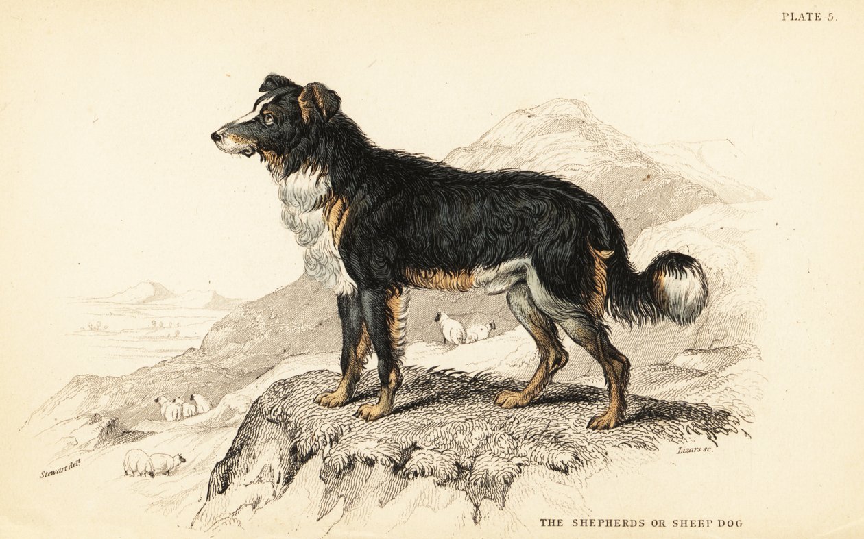Gjeterhund eller gjeterhund, Canis lupus familiaris (Canis domesticus) av William Home Lizars