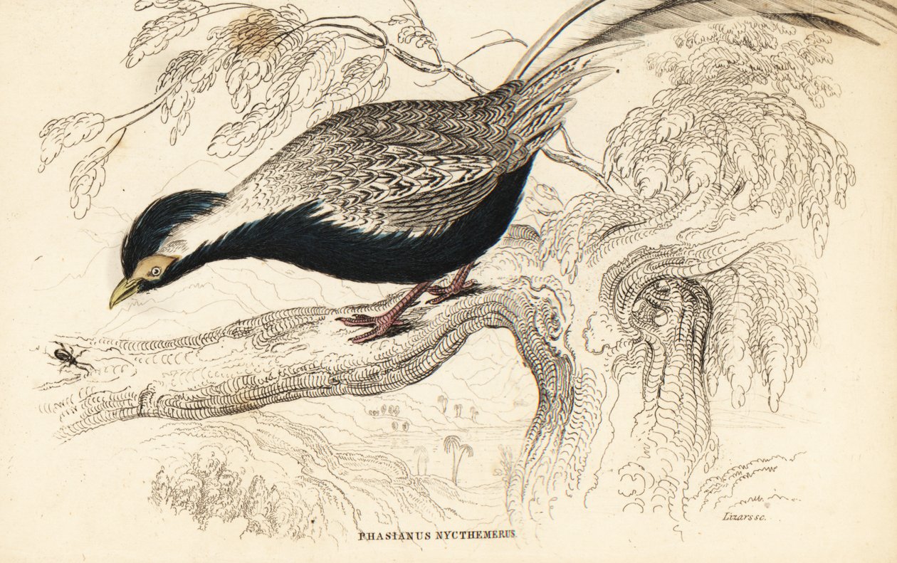 Sølvfasan, Lophura nycthemera (Phasianus nycthemerus) av William Home Lizars