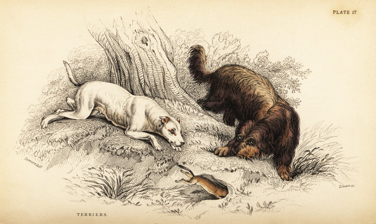 Glattbelagt terrier og skotsk eller trådhåret terrier, Canis lupus familiaris (Canis terrarius) av William Home Lizars
