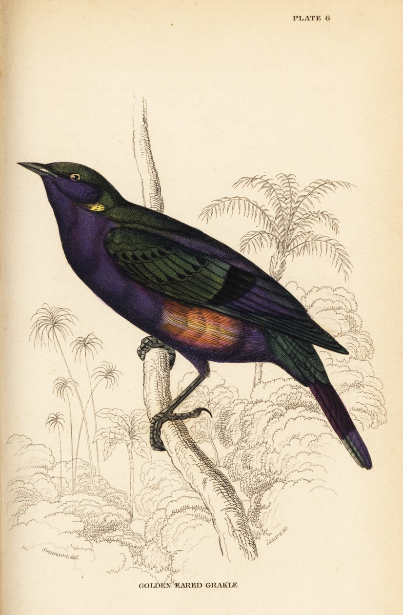 Flott blank stær (Senegal), Lamprotornis splendidus chrysonotis (Golden eared grakle, Lamprotornis chrysonotis) av William Home Lizars