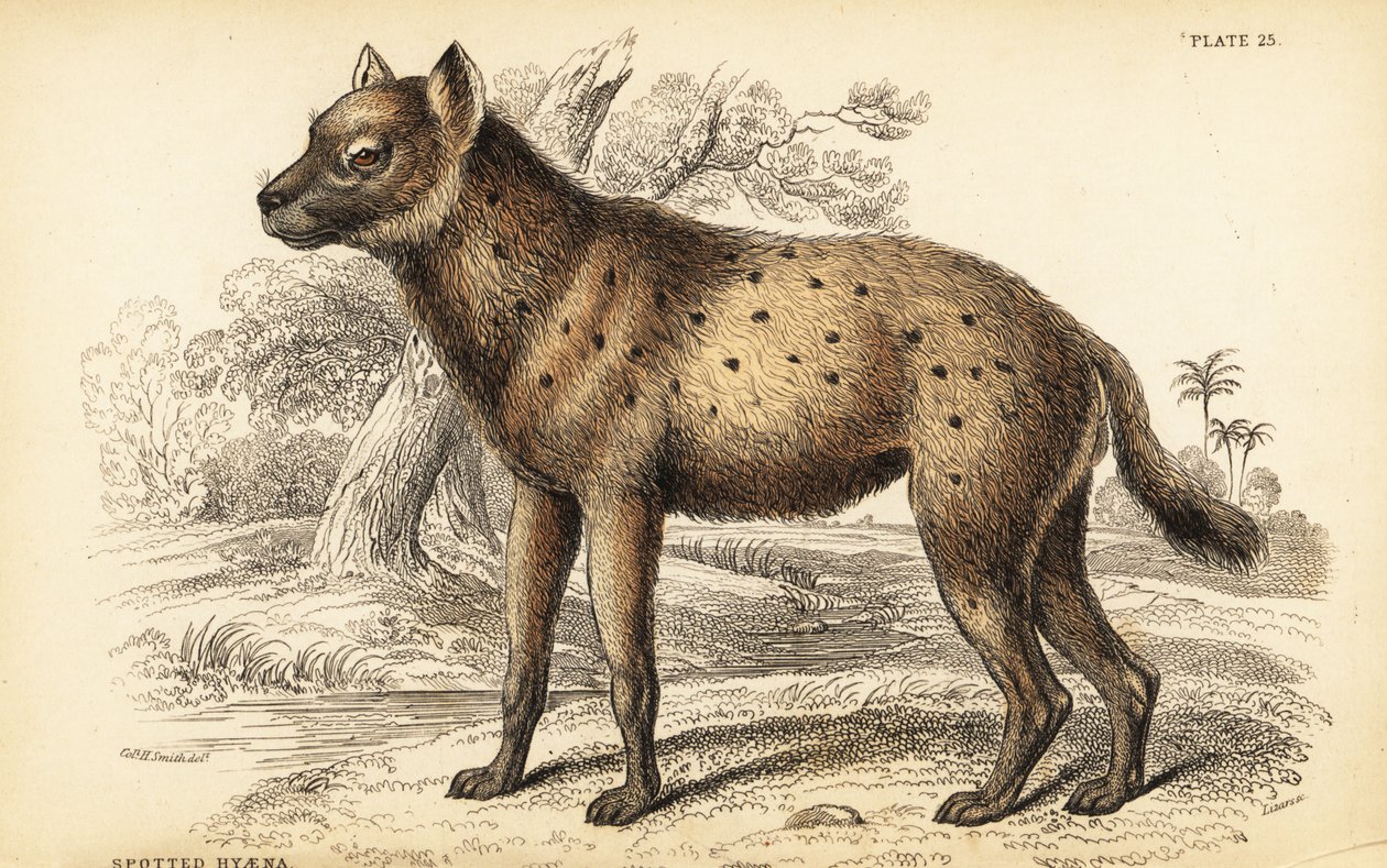 Flekkhyene eller latterhyene, Crocuta crocuta (Hyaena crocuta) av William Home Lizars