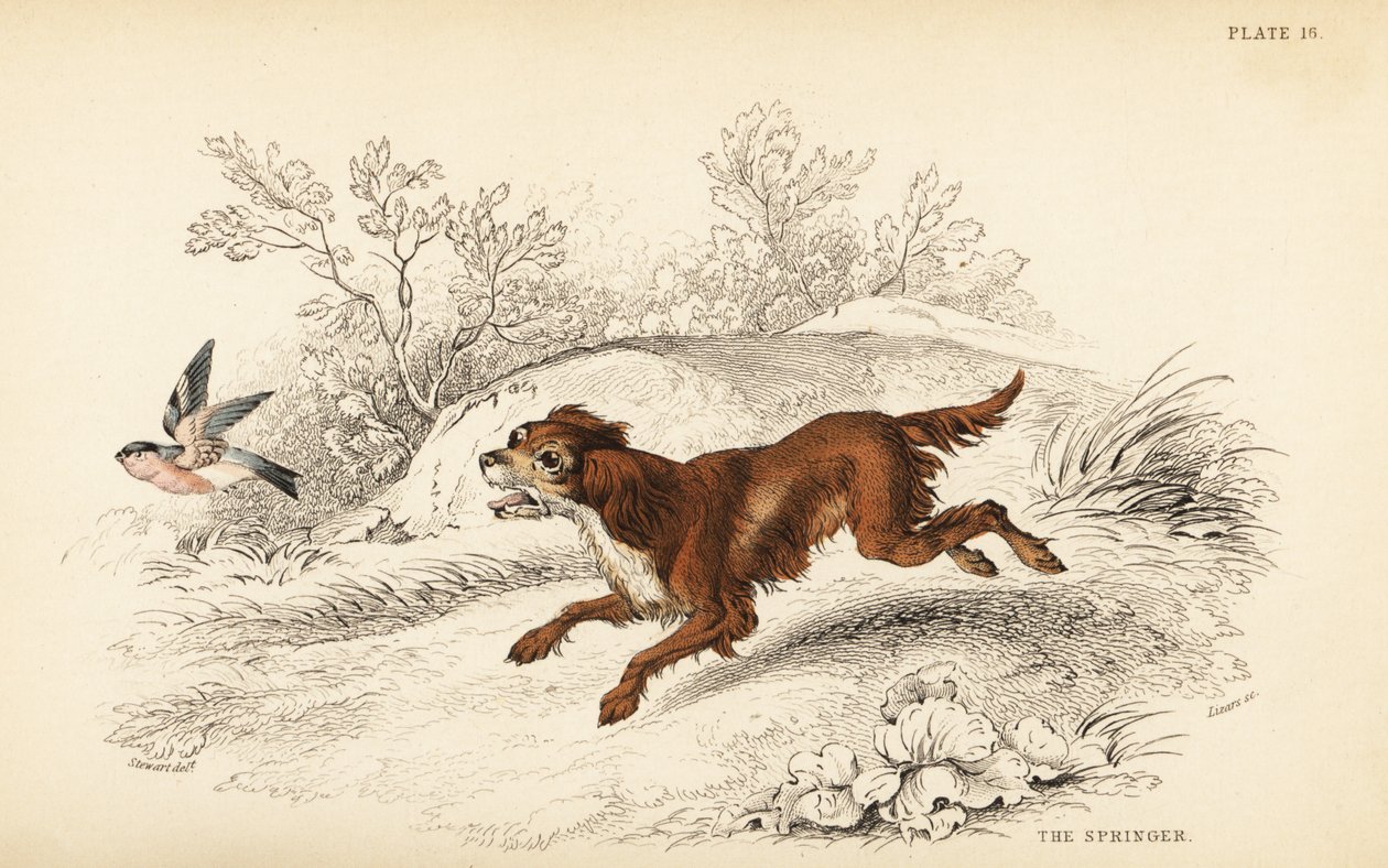Springer eller engelsk springer spaniel, Canis lupus familiaris av William Home Lizars