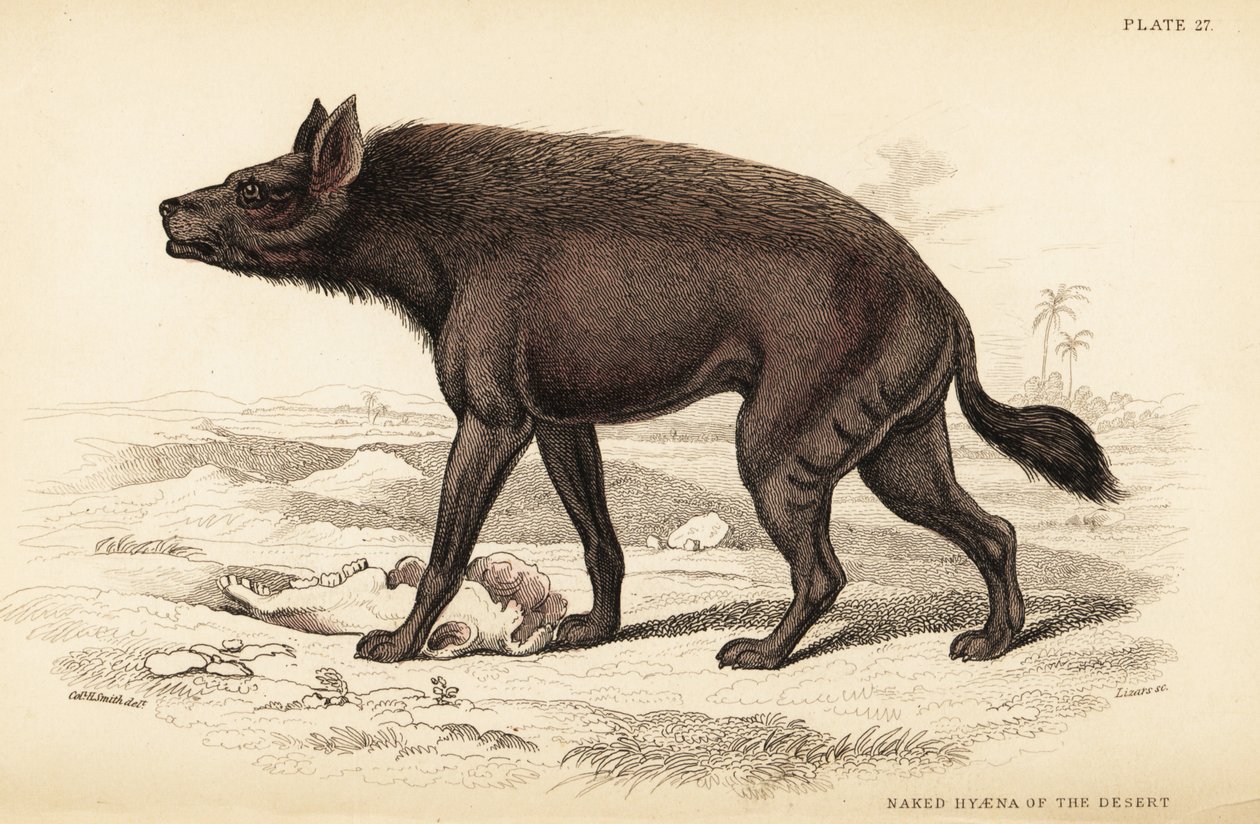 Stripete hyene, Hyaena hyaena (Naken hyene i ørkenen, Hyaena vulgaris) av William Home Lizars