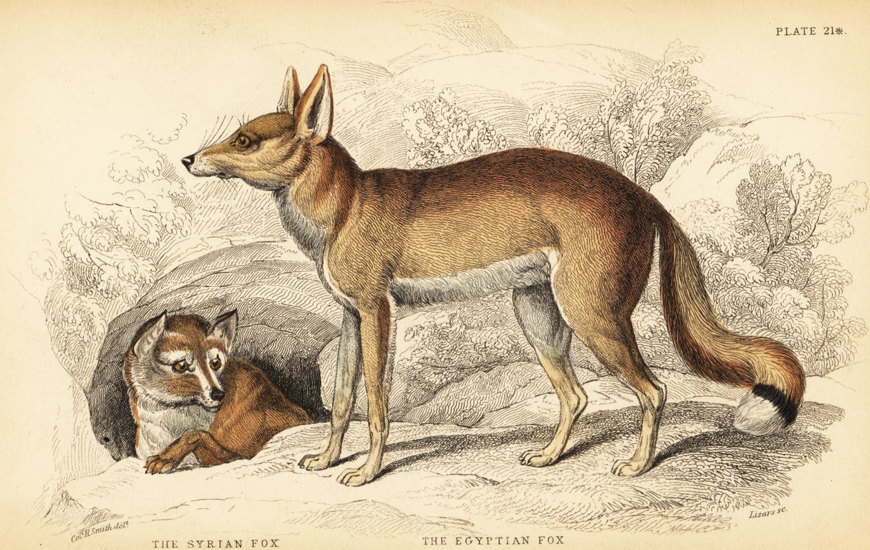 Syrisk rev eller Taaleb, Vulpes thaleb (eller Blanfords rev, Vulpes cana?) og egyptisk rev eller Sabora, Vulpes vulpes niloticus av William Home Lizars