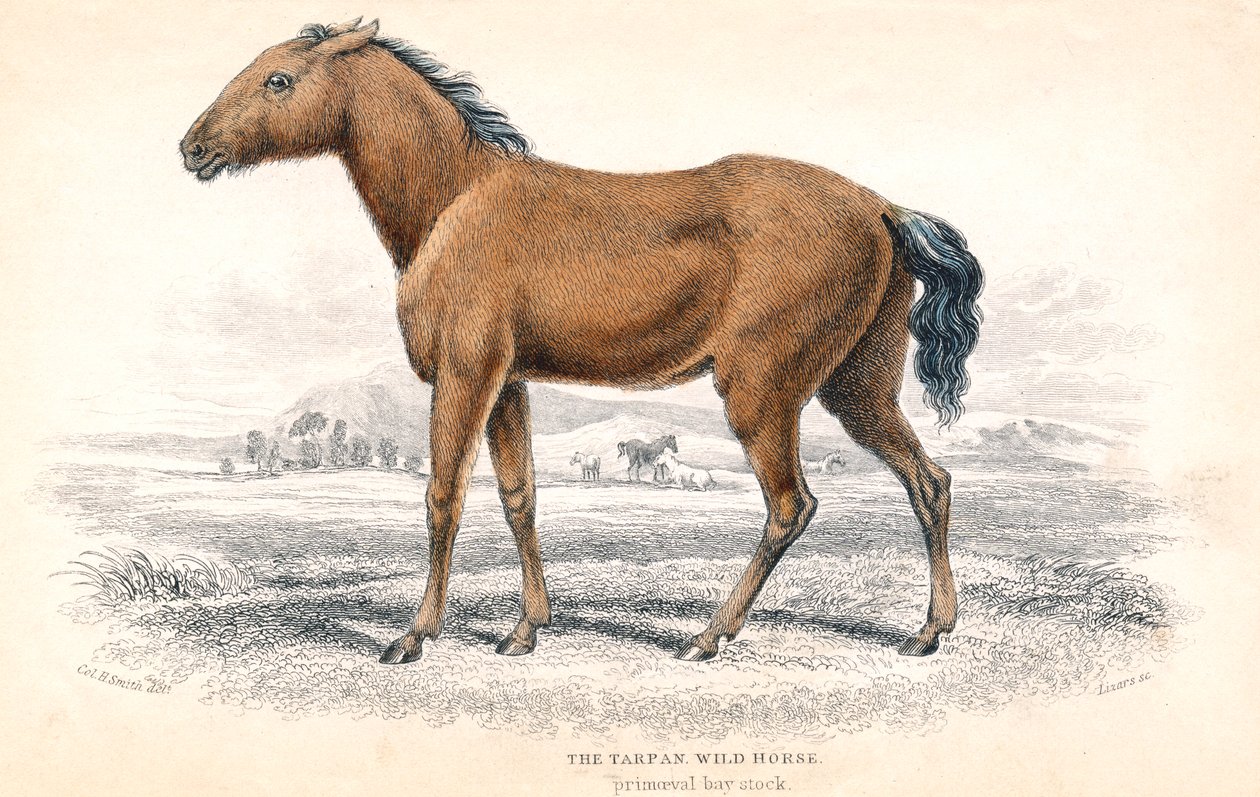 Tarpan, 1830 av William Home Lizars